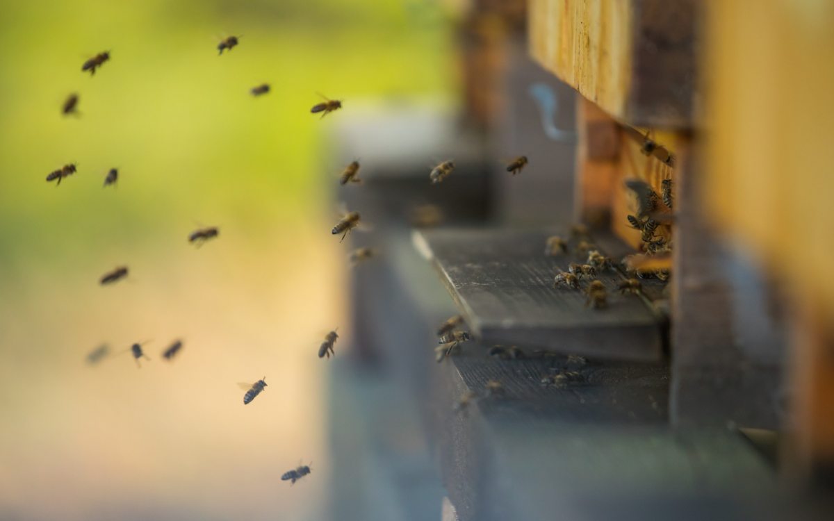 Sciame di api in facciata o dietro alla tapparella